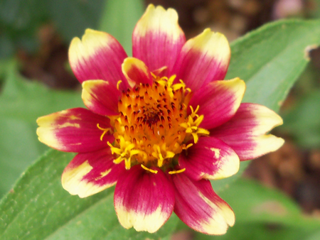 The first of the Mexican Zinnia Persian Carpet Mix. Nice. The seed packets were 75 cents each from Park's Seed. Bonus.