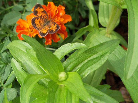 A butterfly. On a marigold. Nice.