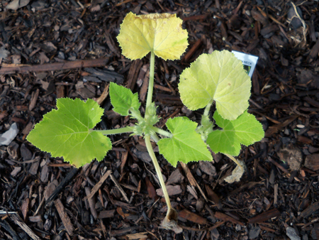 The crookneck squash was bought to satisfy my craving for summer squash. Photo taken May 15. 