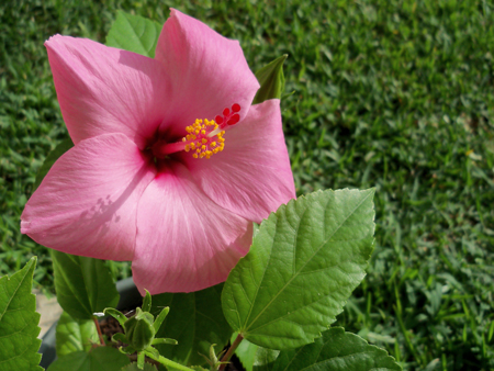 The first bloom of the Seminole hibiscus, one of two that I bought at the show I went to. 