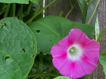 Kim's morning glory has finally started to bloom.