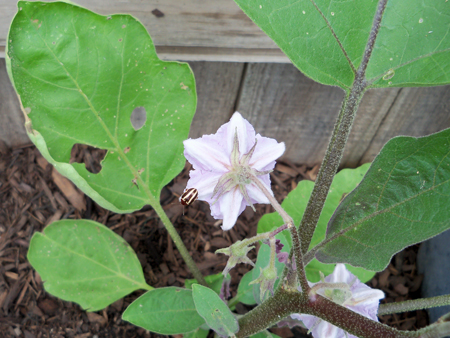 First blooms of the eggplant, May 16.