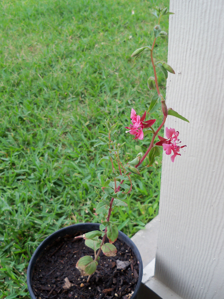 Another shot of the Clarkia