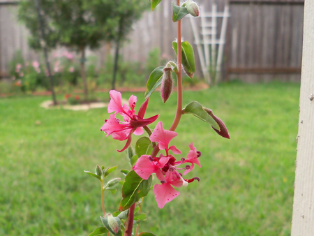 This one must have gotten mixed up with the coleus. It's actually from a cut wildflower seed packet I got from Wal-Mart for 20 cents. The packet called it a Clarkia, but a little internet research revealed its long name. 