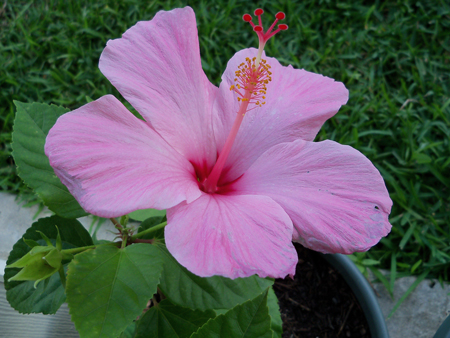 Here's the second bloom.
