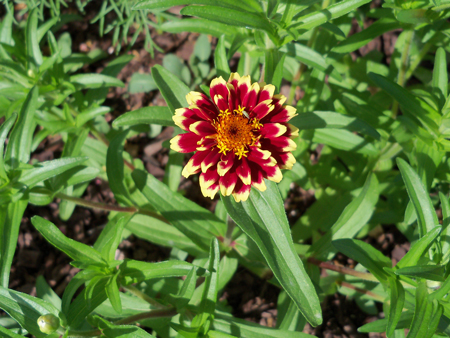 And the Persian Carpet mix zinnia are looking really good, too.