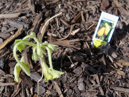 The crookneck squash was actually two plants. Yesterday, the one on the right was down. Dead. That was it. So I cut it at the bottom of the stem. Then, today, this. Sigh.