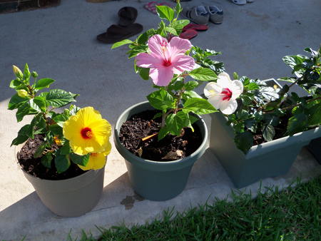Three of the four hibiscus flowered simultaneously this week.