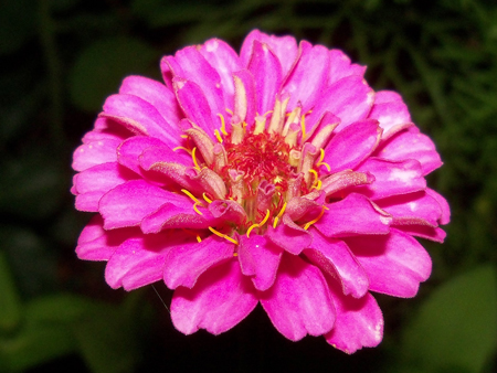 Another shot of the purple zinnia.
