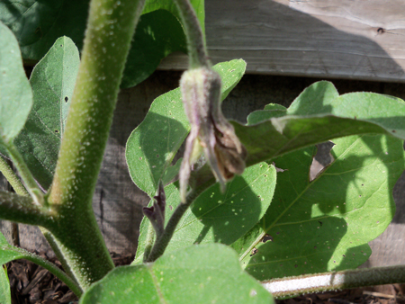 Before the fruit comes, May 20.