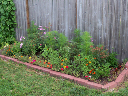 A shot of the original bed, week ten.