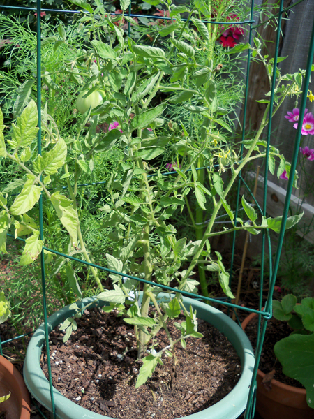 The Beef Maestro plant, in its new triangular tomato fold-up cage, $5 at Home Depot.