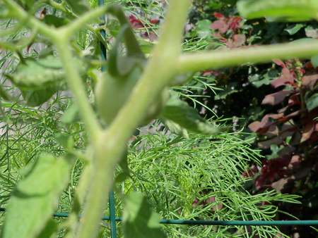 The new tomato!