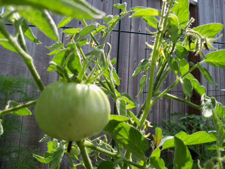 The first fruit just keeps getting bigger.