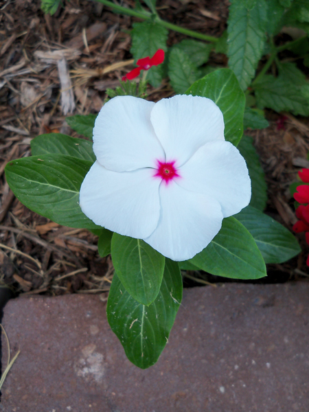 Also, the vinca that re-volunteered itself in Kim\'s bed from last year finally bloomed. The first two that came up, however, I moved to a container then put back in the bed extension. Those aren\'t growing as quickly as the ones that were left alone.