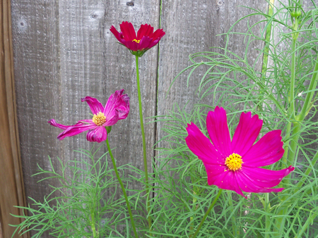 Here\'s a shot of the magenta psyche cosmos from today.