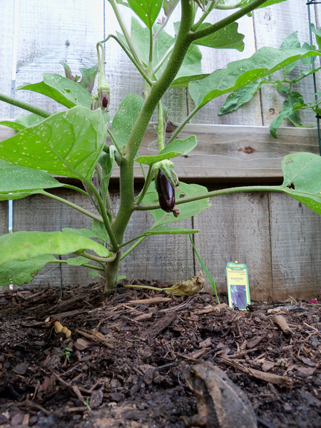 The fruit and a frog, May 27