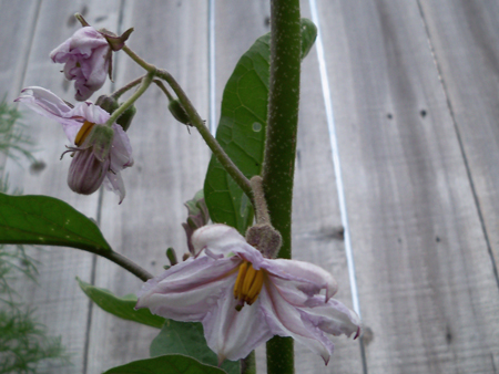 More flowers mean more fruit, May 27