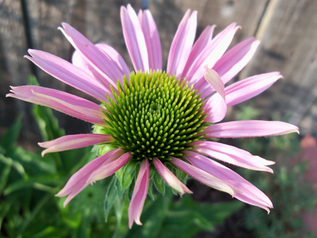 The purple coneflower is blooming!