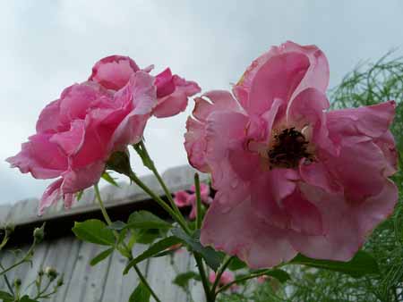 It was a good week for the carefree beauty rose.