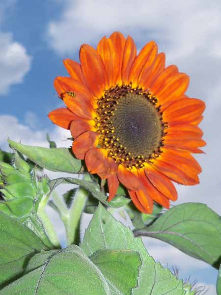 On Tuesday of this week, the sunflower in the corner was blooming loud and proud.
