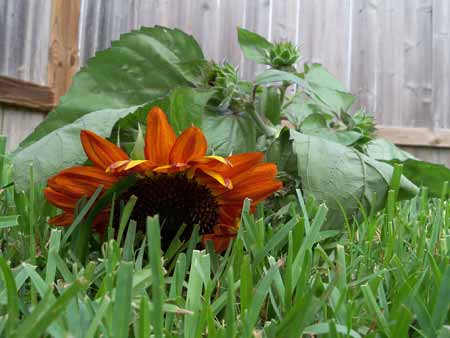 But on Wednesday, a big wind storm blew threw and blew it down, and caused a lot of damage to the overgrown zinnias and cosmos.