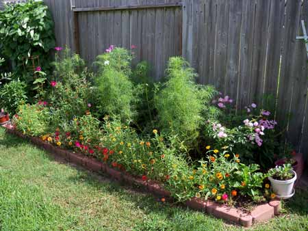 Here's the original bed, week thirteen.