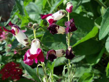It's time to start letting go of the snapdragons.
