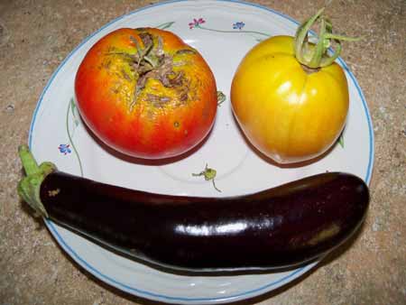 Harvested two beef maestro tomatoes and more eggplant.