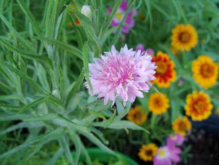 The first bachelor button has bloomed, and it is pink. Kanye West would be proud.