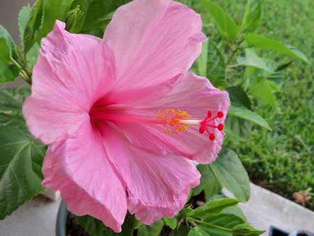 The seminole hibiscus bloomed again. That's the second time, since we picked it and the indian princess up at the hibiscus show in Pasadena. The Indian Princess still hasn't bloomed yet, its blooms keep falling off.