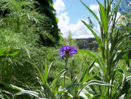 A blue bachelor button has bloomed.